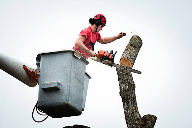 How Our Tree Care Process Works  in  Granite Falls, NC