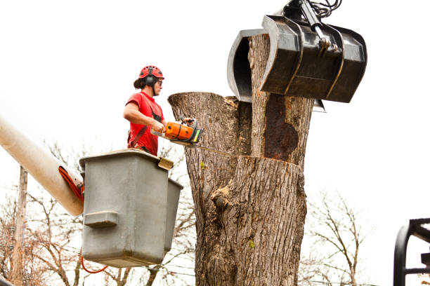 Best Palm Tree Trimming  in Granite Falls, NC